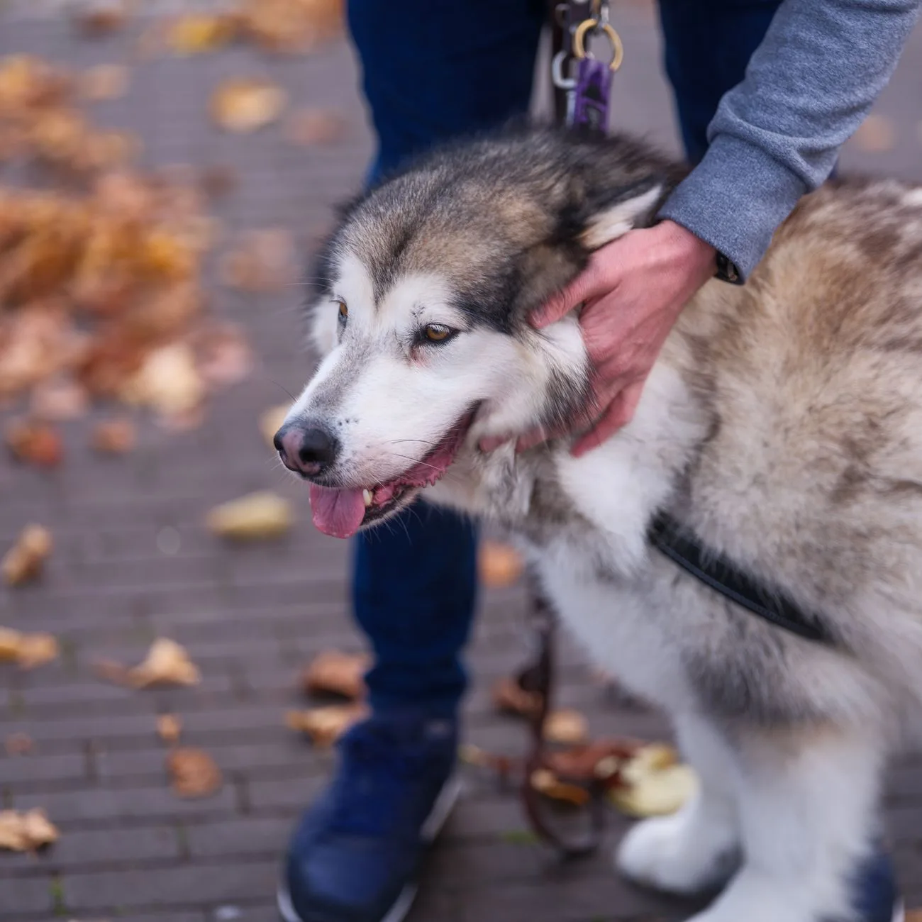 Portrait des Hundetrainers im Freien