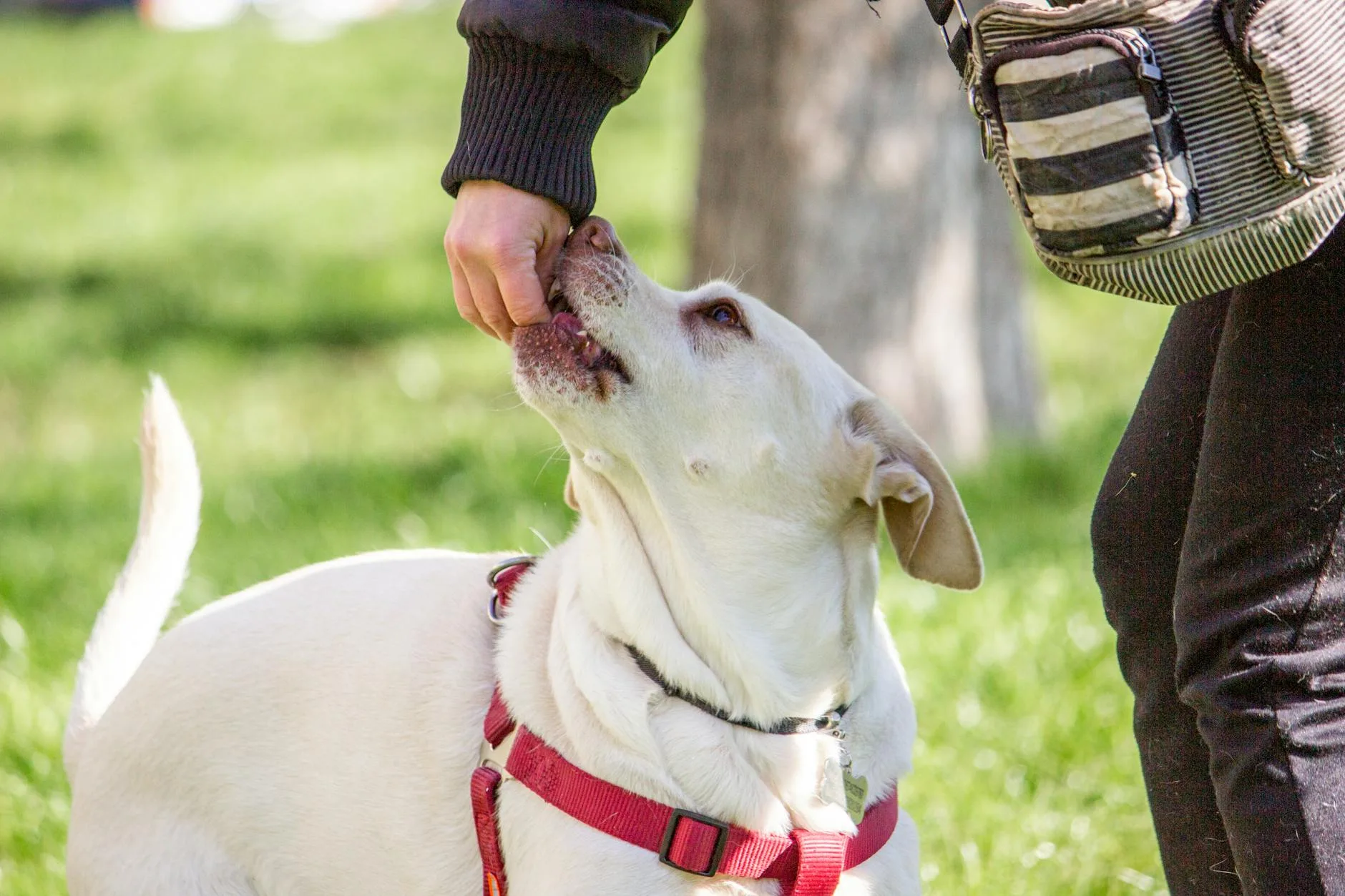 Hund und Mensch ueben gemeinsam eine Uebung im Freien