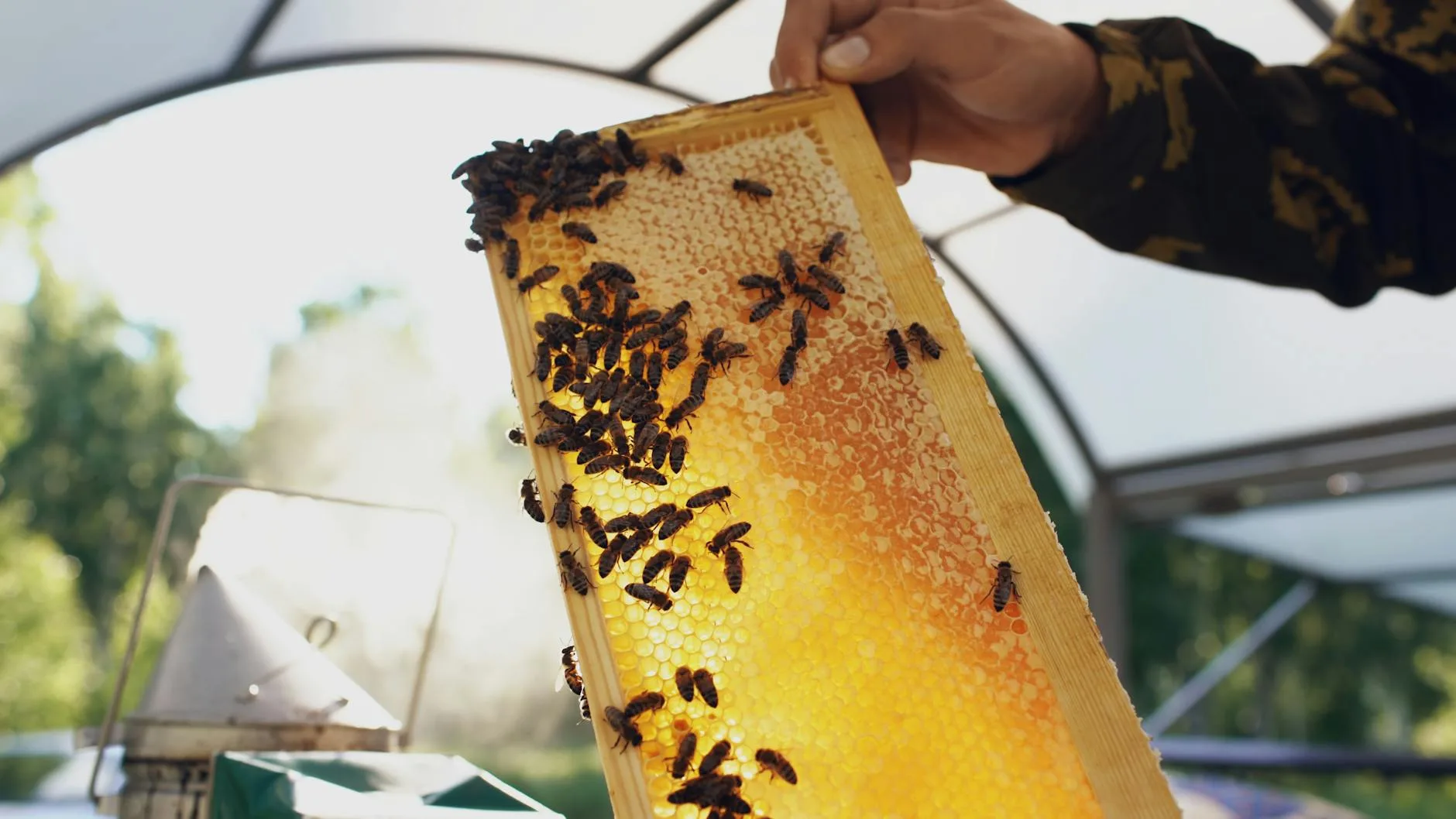 Imker-Hände am Bienenstock mit Rauchgerät