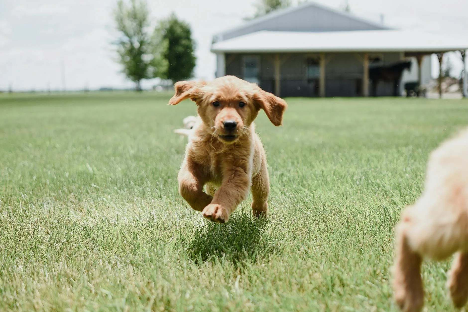 Hund läuft glücklich durch eine Wiese