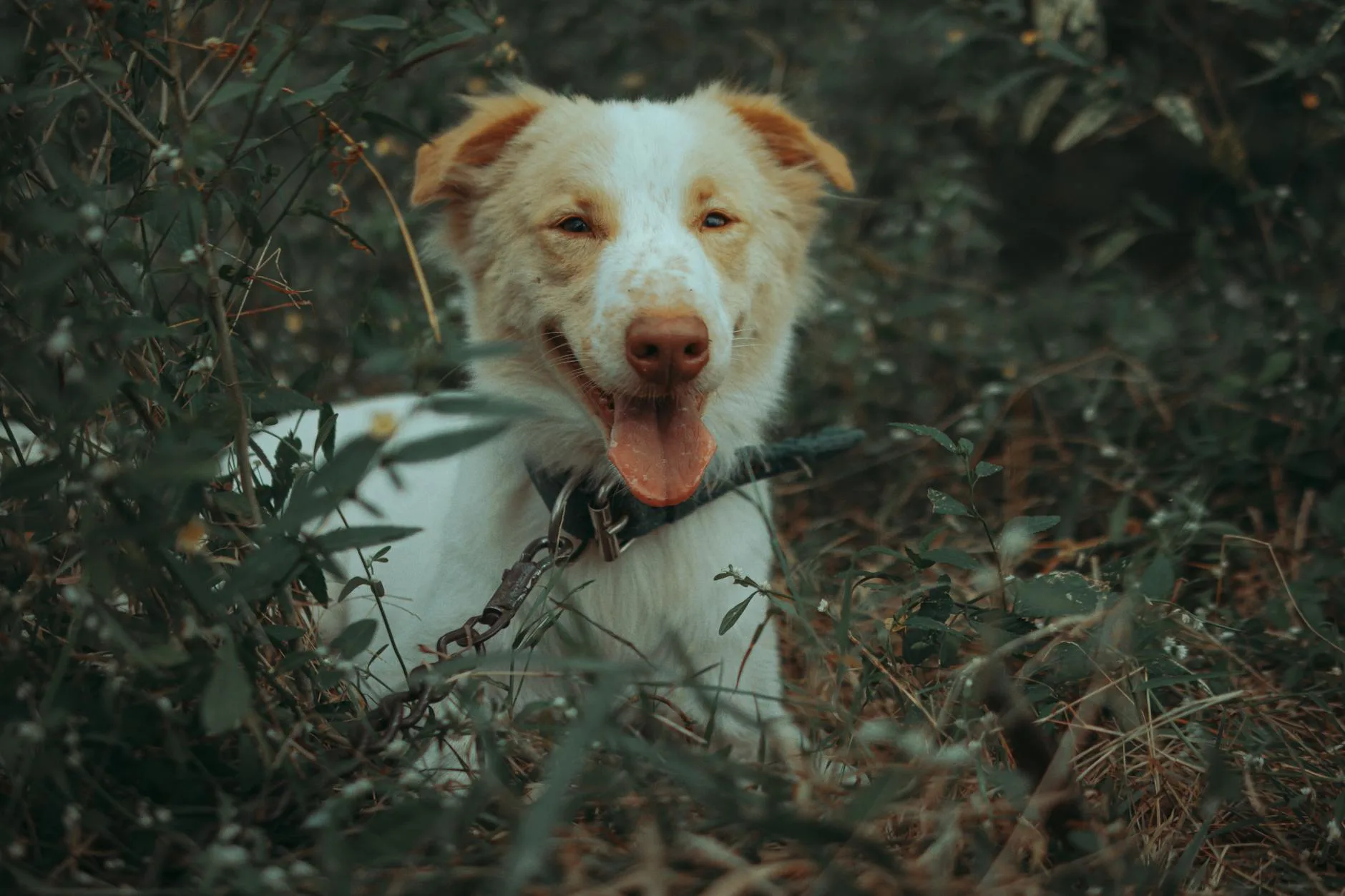 Hund in der Natur, eingefangen bei einem Outdoor-Shooting