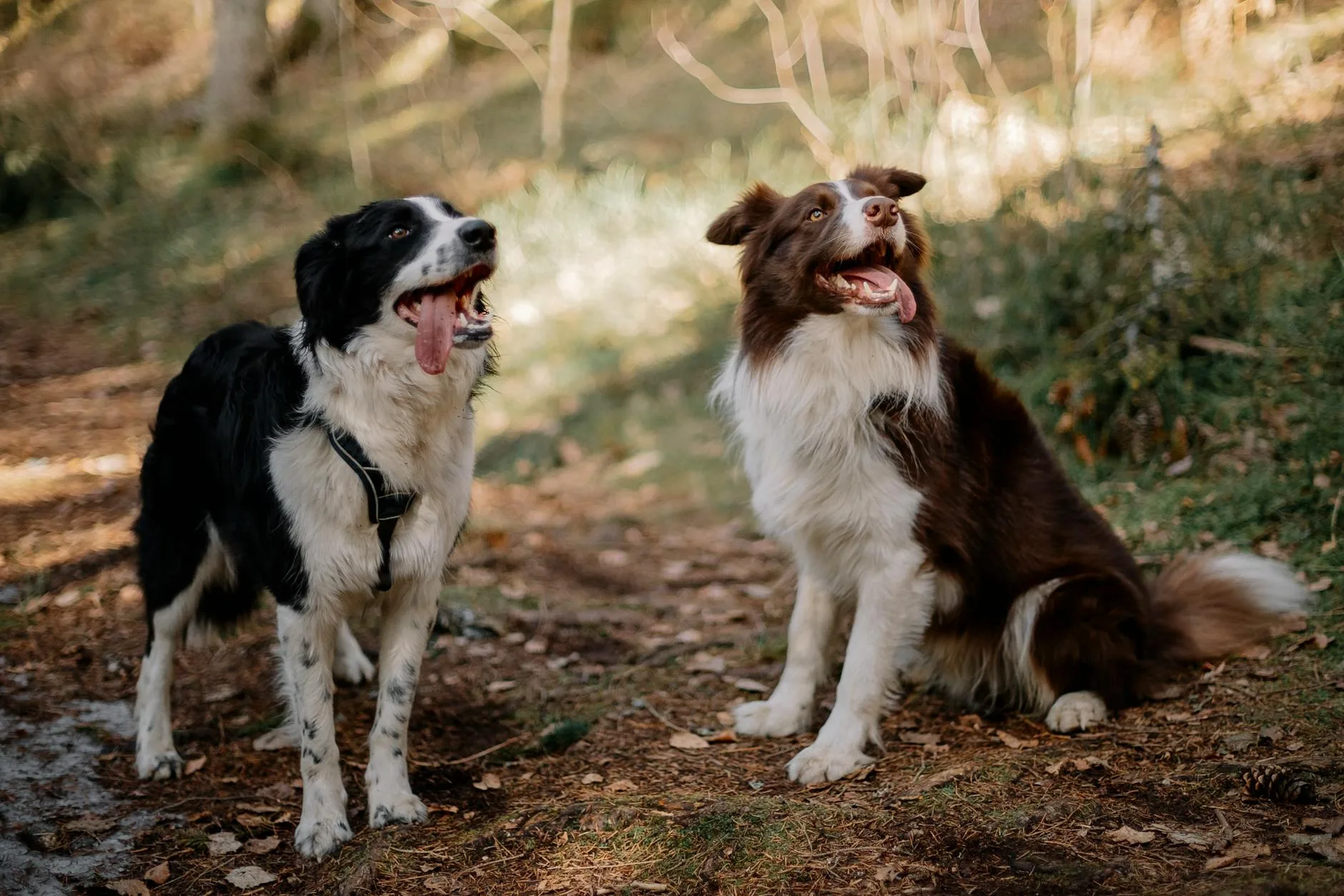 Border Collie im herbstlichen Wald