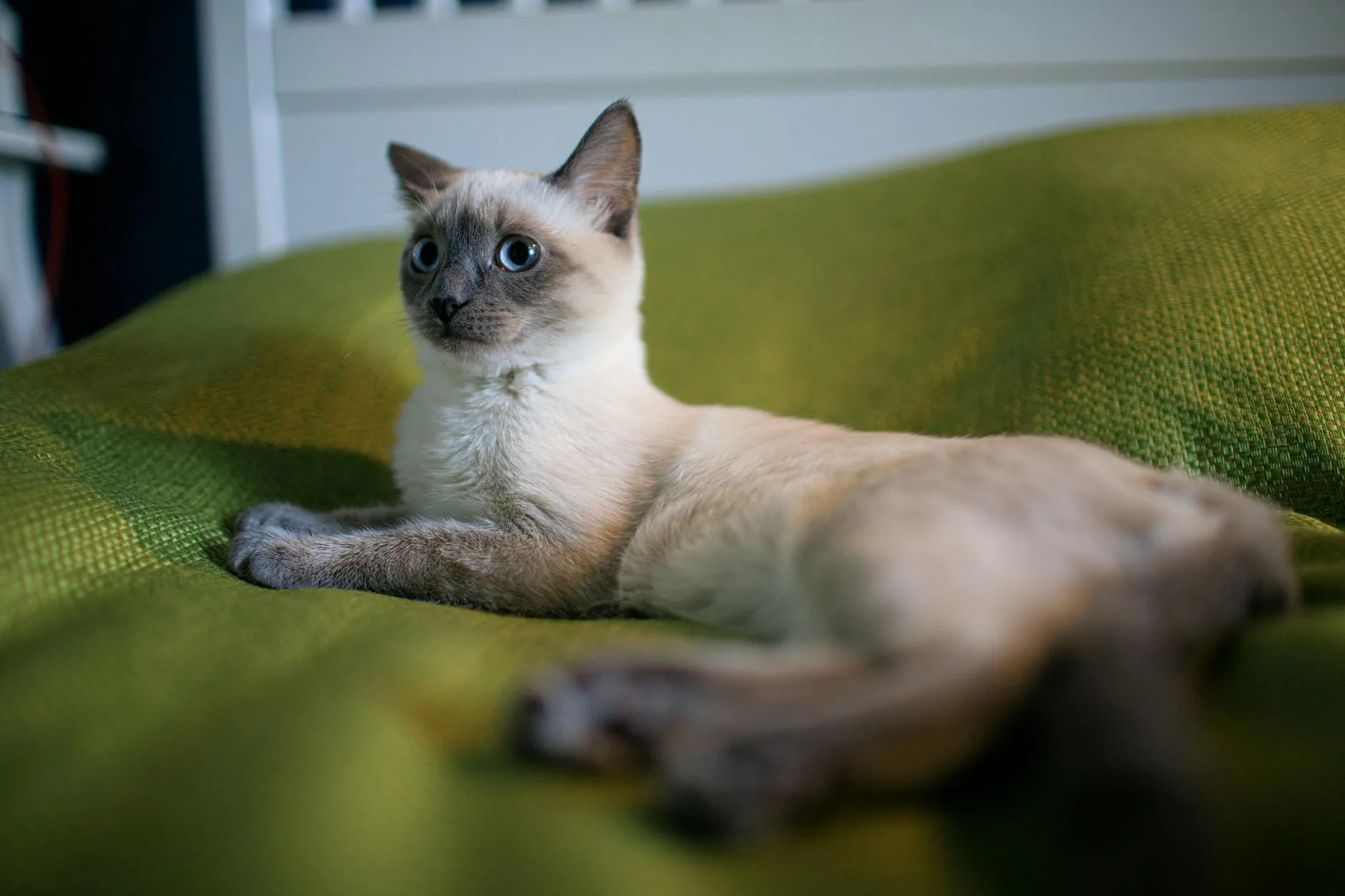 Katze entspannt zuhause auf dem Sofa