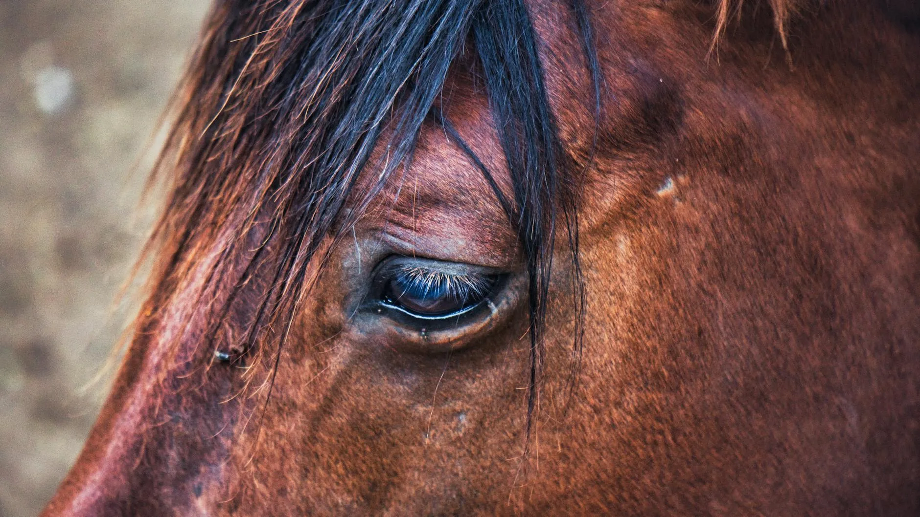 Braunes Pferd, Detail des Auges