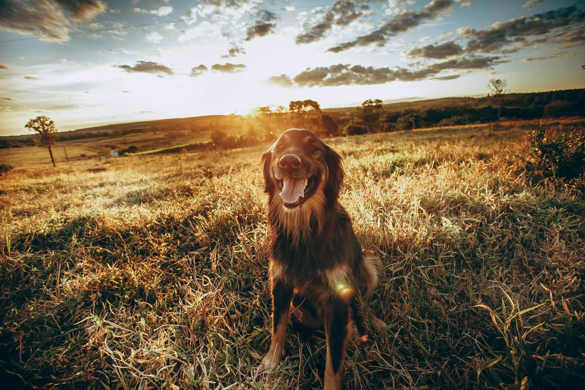 Hund im warmen Abendlicht eines Spaziergangs